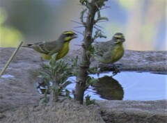 Crithagra mozambica