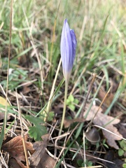 Crocus speciosus