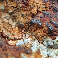 Scoliciosporum umbrinum