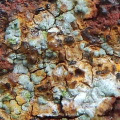 Scoliciosporum umbrinum