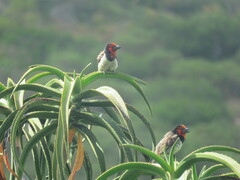 Lybius torquatus torquatus
