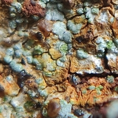 Scoliciosporum umbrinum