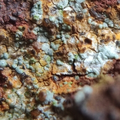 Scoliciosporum umbrinum
