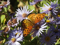 Argynnis hyperbius