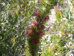 Melaleuca peucophylla