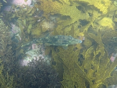 Scobinichthys granulatus
