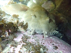 Orectolobus maculatus