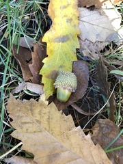Quercus castaneifolia