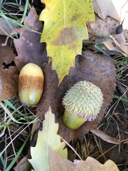 Quercus castaneifolia