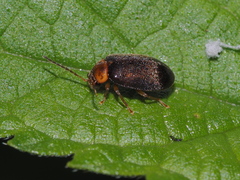 Scirtidae