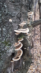 Phellinopsis conchata