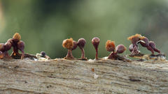 Trichia botrytis