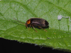 Scirtidae