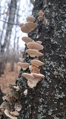 Phellinopsis conchata