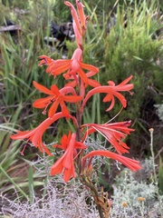 Watsonia angusta