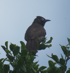 Pycnonotus capensis