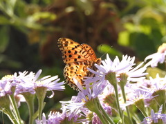 Argynnis hyperbius