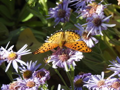 Argynnis hyperbius
