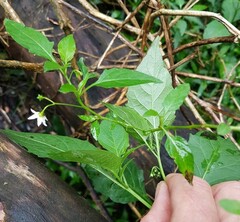 Solanum opacum