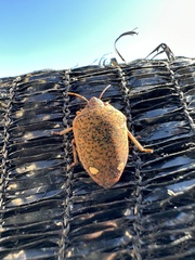 Solenosthedium bilunatum