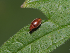 Scirtidae