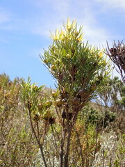 Leucadendron eucalyptifolium