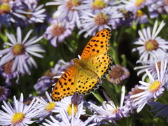 Argynnis hyperbius