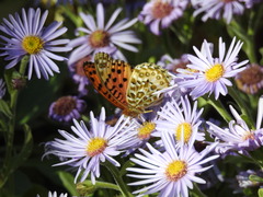 Argynnis hyperbius