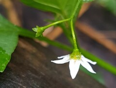Solanum opacum
