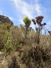 Leucadendron eucalyptifolium