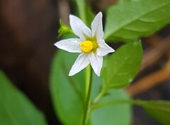 Solanum opacum