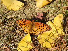 Argynnis hyperbius