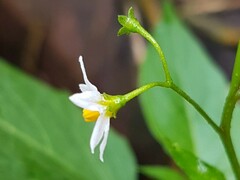 Solanum opacum