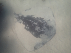 Bathytoshia brevicaudata