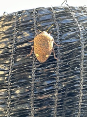 Solenosthedium bilunatum