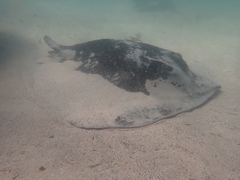 Bathytoshia brevicaudata