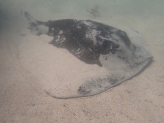 Bathytoshia brevicaudata