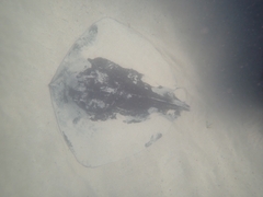 Bathytoshia brevicaudata