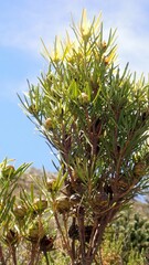 Leucadendron eucalyptifolium