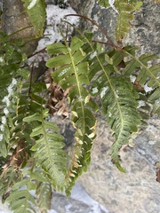 Polypodium vulgare