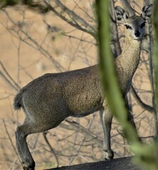 Oreotragus oreotragus stevensoni