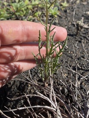 Senecio glaucus image