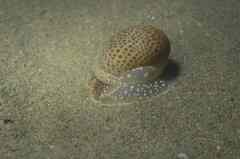 Naticarius stercusmuscarum