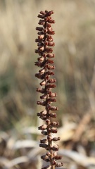 Umbilicus horizontalis