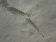 Acanthopagrus australis