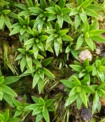 Pogonatum aloides