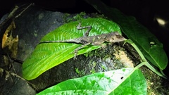 Aphaniotis acutirostris