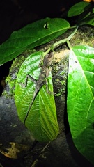 Aphaniotis acutirostris