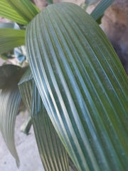 Trachycarpus fortunei