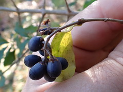 Ligustrum obtusifolium